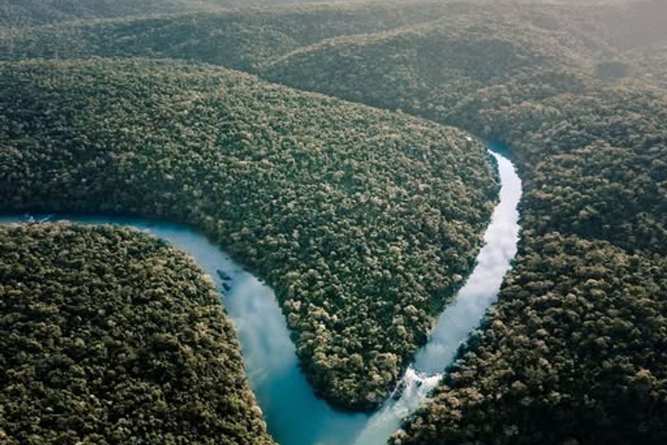 La campaña de Arcor para producir sin perder biodiversidad: protege más de 28 mil hectáreas de bosques.   