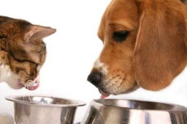 El agua estancada puede acumular bacterias y suciedad, incluso en pocas horas, afectando el bienestar de las mascotas.