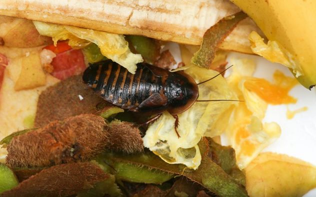 Cómo evitar cucarachas: la fruta que puede convertirse en un foco de plagas.