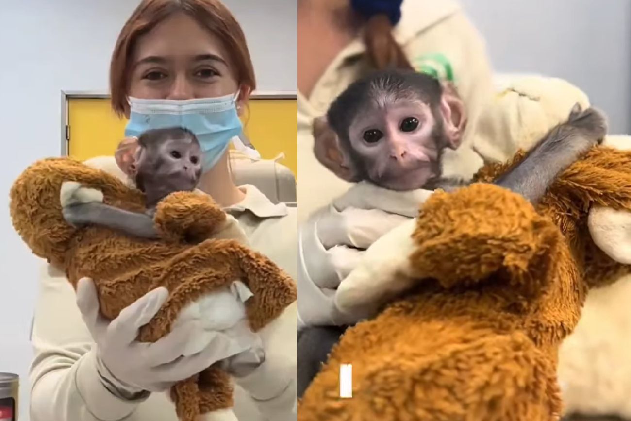 Yuki, el mono que enterneció a todos.
