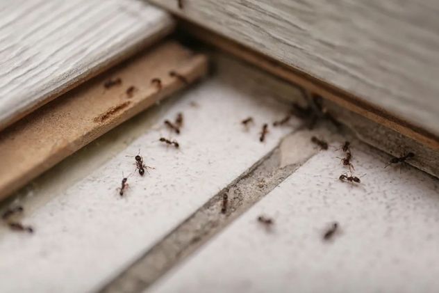Un “caminito” de hormigas puede interpretarse como señal de desorden energético, pero también tiene explicaciones naturales vinculadas a la búsqueda de alimento.