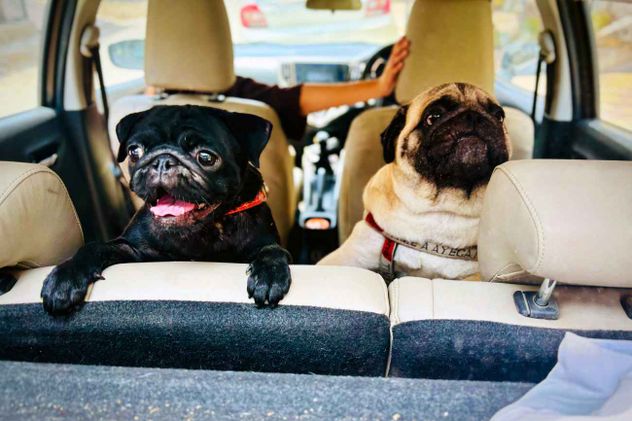 Especialistas en seguridad vial alertan que llevar animales sueltos o en el asiento delantero es una práctica riesgosa.