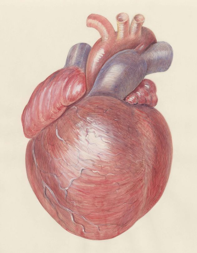 Es uno de los misterios más grandes de la medicina, el corazón parece ser una fortaleza casi inexpugnable contra el cáncer.