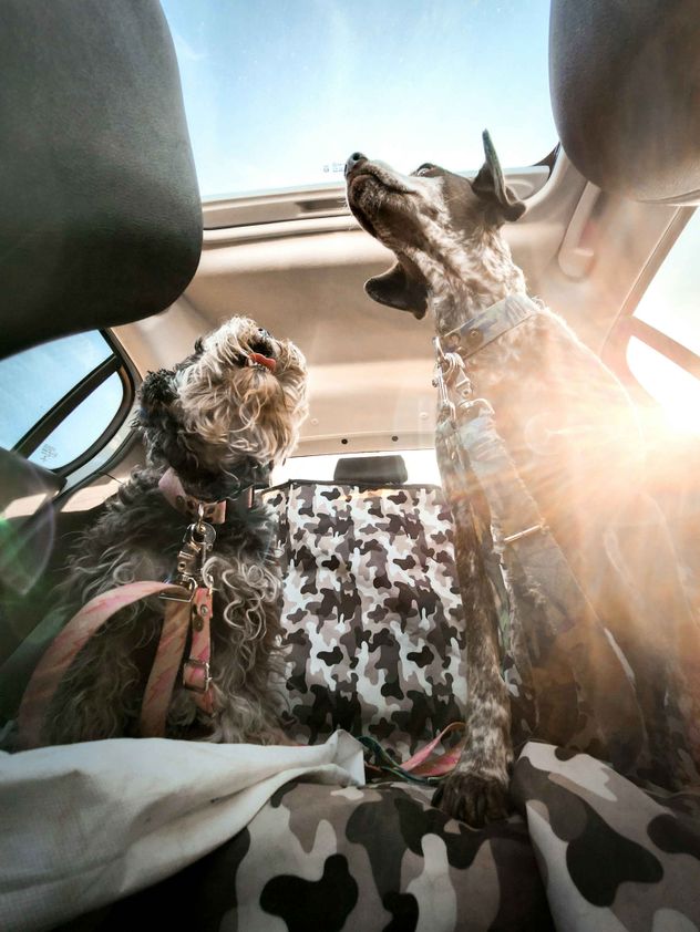 Especialistas en seguridad vial alertan que llevar animales sueltos o en el asiento delantero es una práctica riesgosa.