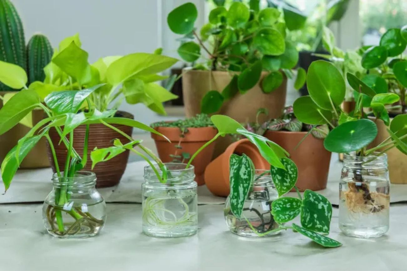 Cultivadas en agua, estas plantas combinan estética, practicidad y fragancias suaves para los meses de frío.