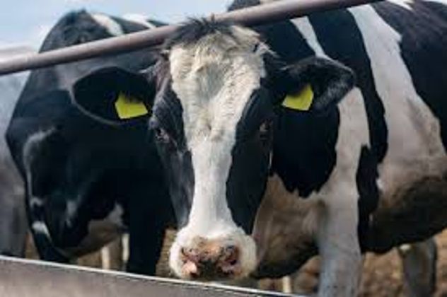 EL MAPA DE LAS VACAS. Las nuevas innovaciones sirven tanto, para la vaca destinada a la producción de carne, como a la vaca destinada a la producción de leche.