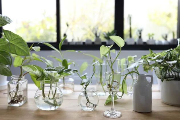 Cultivadas en agua, estas plantas combinan estética, practicidad y fragancias suaves para los meses de frío.