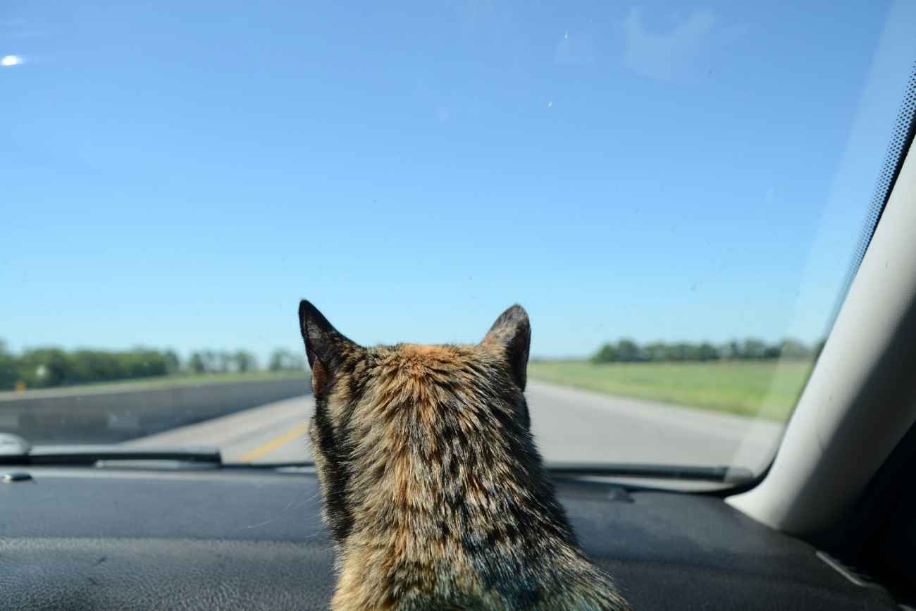 Especialistas en seguridad vial alertan que llevar animales sueltos o en el asiento delantero es una práctica riesgosa.