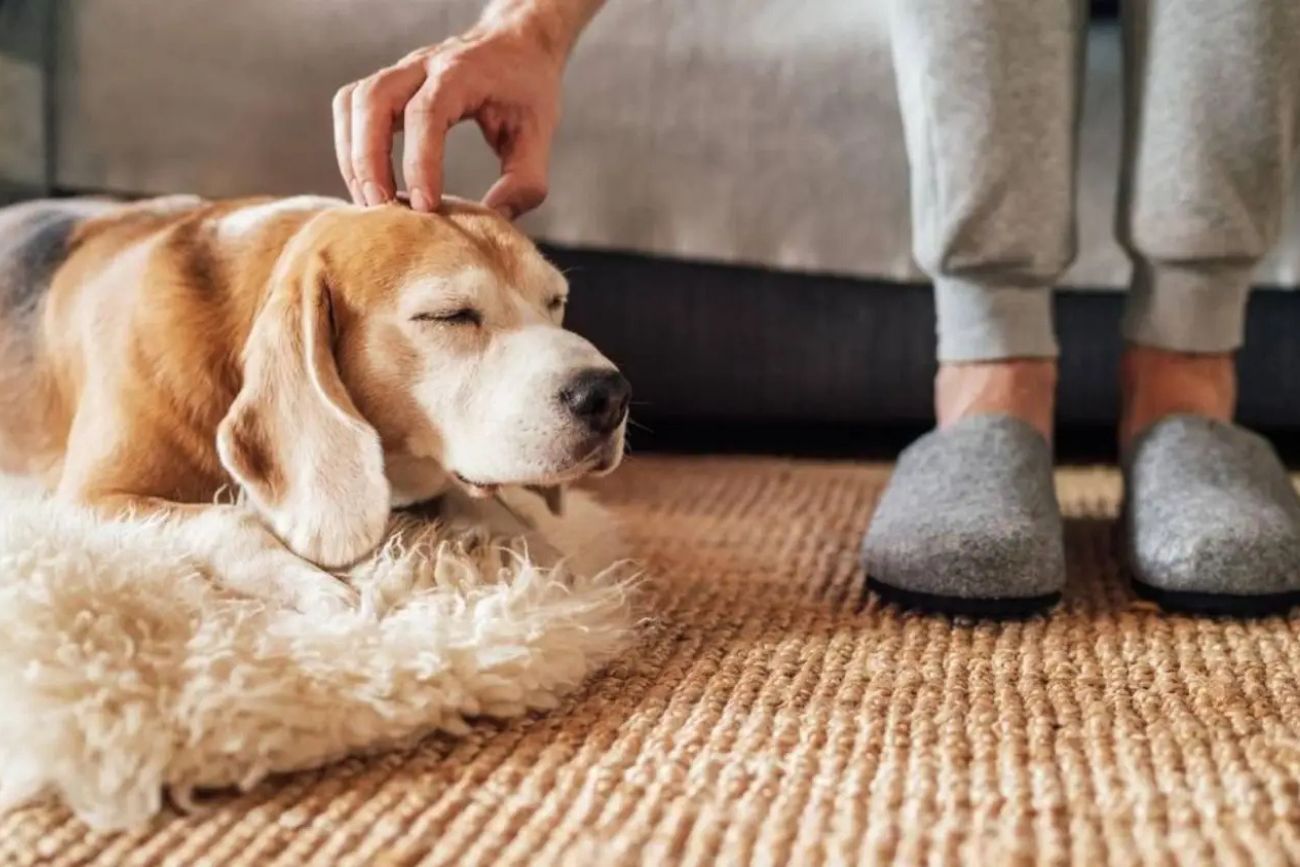 El contacto con perros no solo genera bienestar, también puede reflejar rasgos emocionales y sociales de quienes lo hacen.