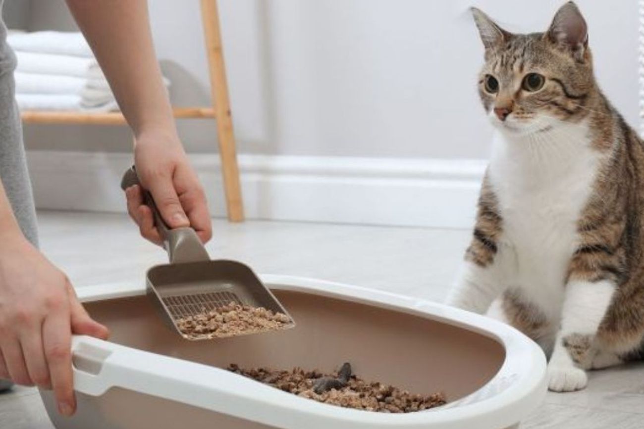 Limpiar la caja de arena todos los días es clave para la salud y el bienestar de tu gato.