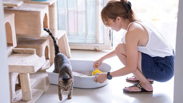 Limpiar la caja de arena todos los días es clave para la salud y el bienestar de tu gato.