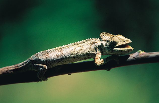Madagascar