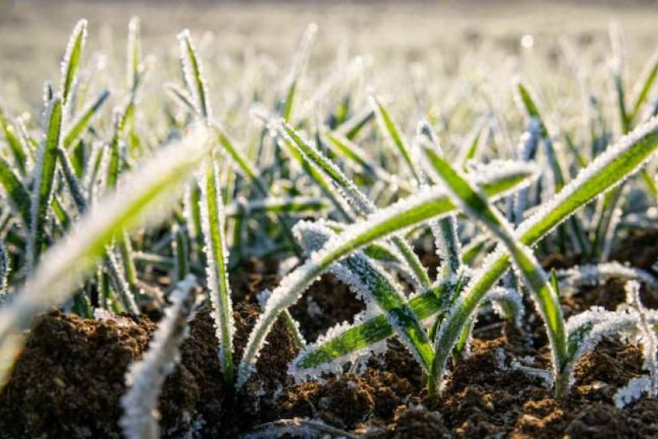 HELADAS. En Calamuchita y en Punilla se alcanzaron los -5 °C. Presentaron las temperauras más bajas del año.