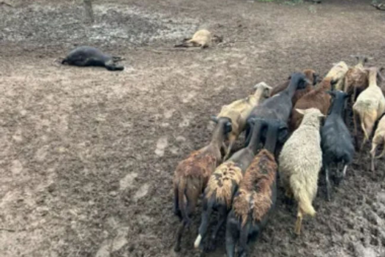 Chaco: un puma y su cría cazaron a medio centenar de ovejas