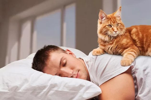 Dónde duerme tu gato y por qué importa: lo que dice la ciencia sobre su relación con vos.