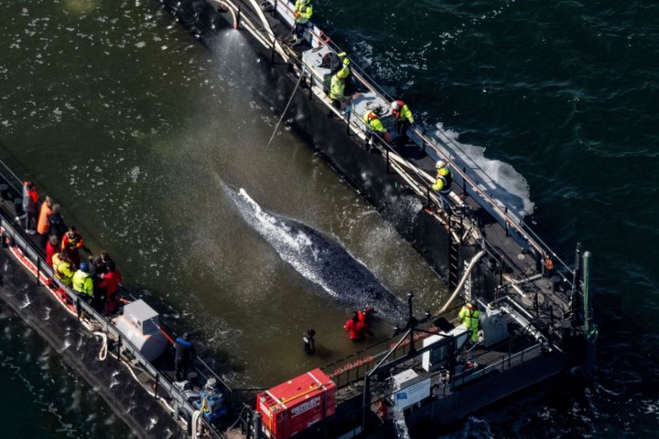 Rescate histórico: tras 28 días encallada, lograron trasladar a la ballena Timmy hacia el Mar del Norte