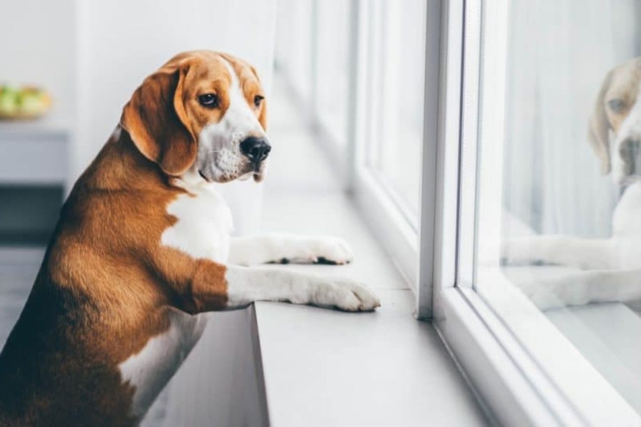 Mascotas solas en casa: el país que limita a 24 horas la soledad de los perros
