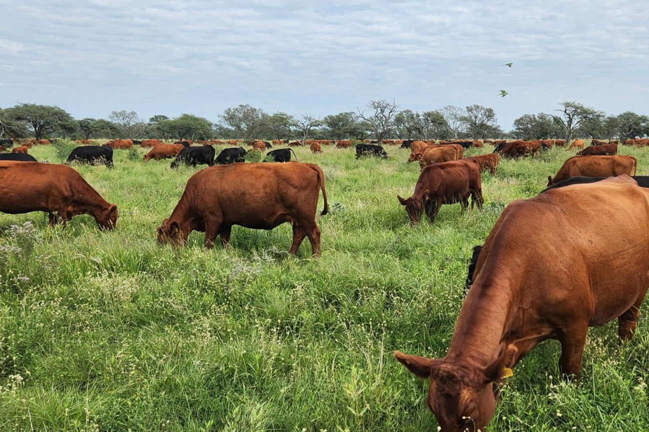 PRODUCCIÓN DE CARNE. Las recrías pastoriles exigen en manejo aceitado de las cargas, para maximizar el recurso forrajero.