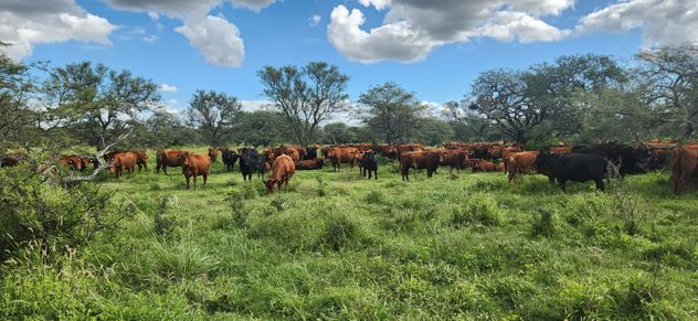 PRODUCCIÓN DE CARNE. Las recrías pastoriles exigen en manejo aceitado de las cargas, para maximizar el recurso forrajero.
