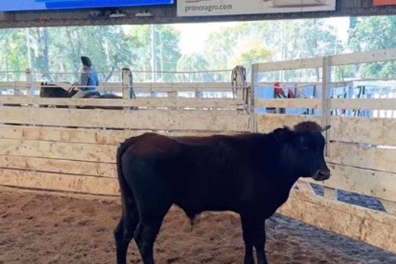 SUBASTA GANADERA. El gordo movió su valor después de casi un mes: bajó 2%. 