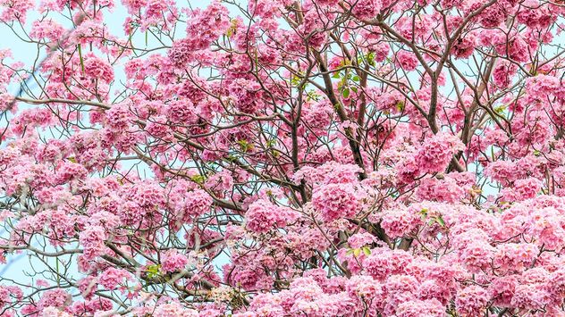 Qué es el palo rosa y por qué cada vez más personas lo eligen para su jardín.