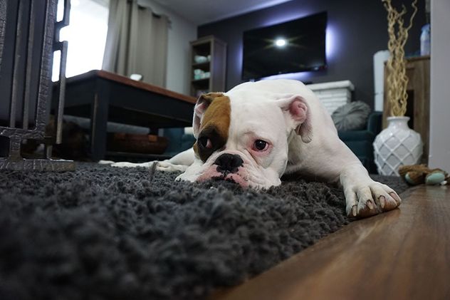 Mascotas solas en casa: el país que limita a 24 horas la soledad de los perros.
