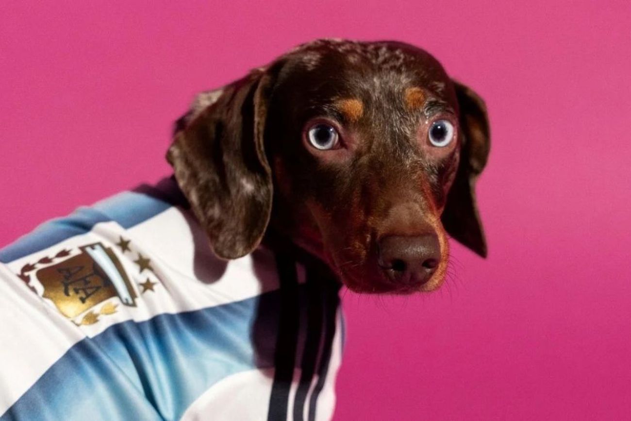 Cómo conseguir la camiseta oficial de la selección argentina para tu mascota 