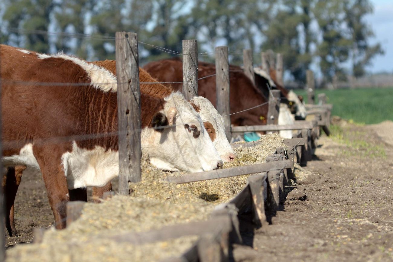 ENGORDE. Los ciclos en los feedlots actualmente tienden a alargarse y los animales se remiten a faena con más kilos. 