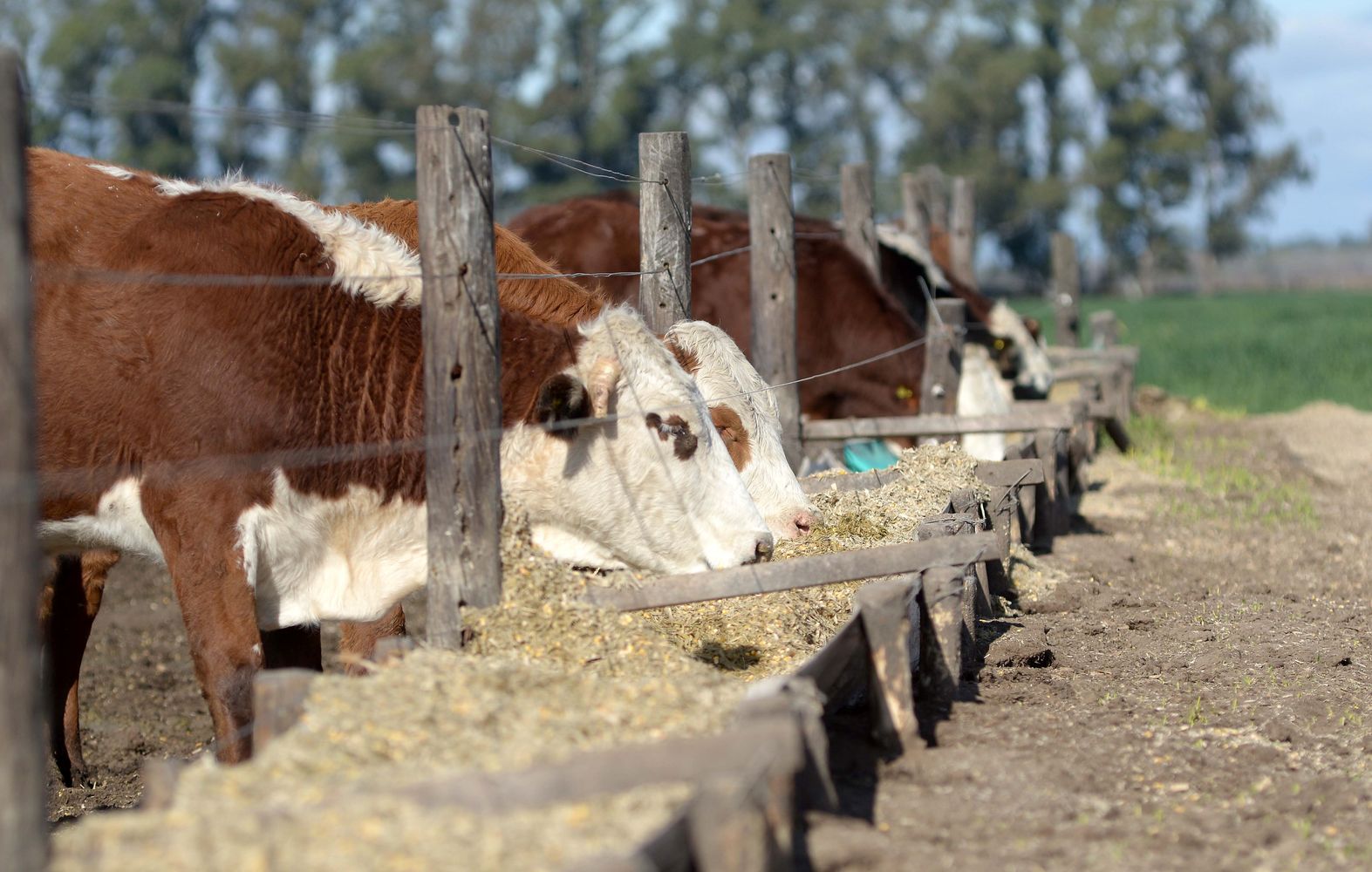ENGORDE. Los ciclos en los feedlots actualmente tienden a alargarse y los animales se remiten a faena con más kilos. 