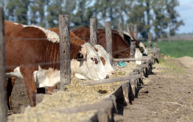 CORRALES. La conversión de un kilo de carne con menos de 7,5 kilos de alimento es la más eficientes para los feedlots, sostiene Luna.