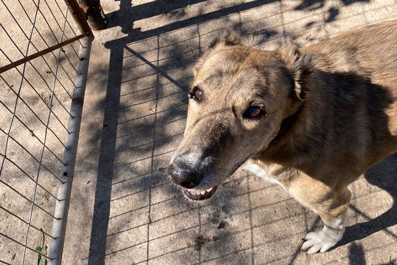 Orejas, el perro sin orejas de San Francisco que espera otra oportunidad para vivir con humanos. 