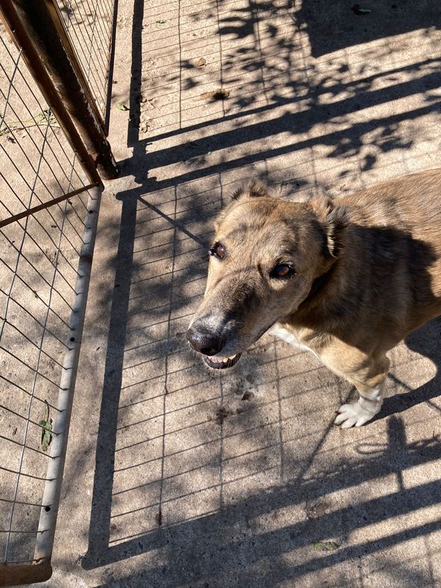 Orejas, el perro sin orejas de San Francisco. 