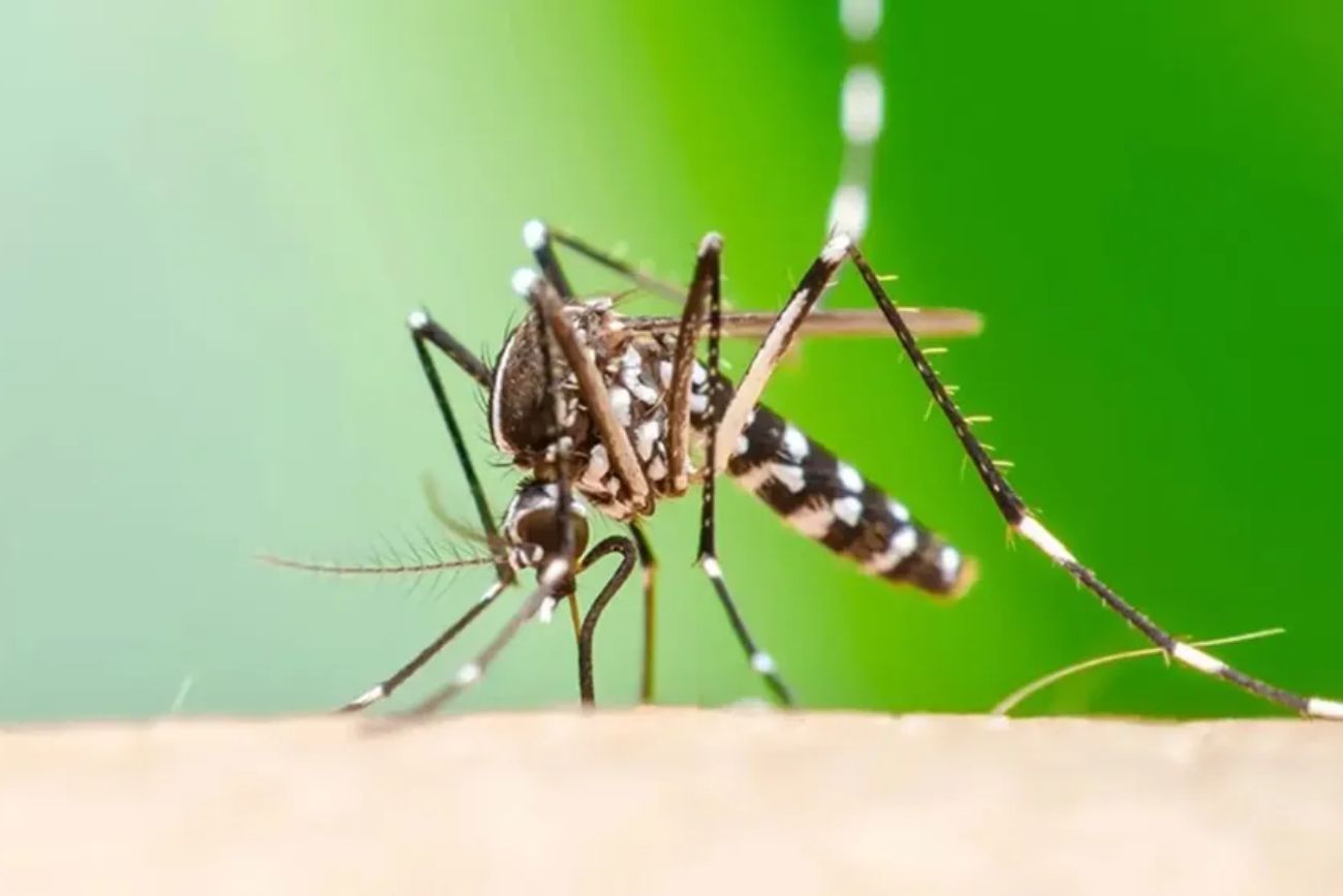 Catamarca: confirmaron tres nuevos casos de chikungunya y la cifra de la temporada asciende a 25
