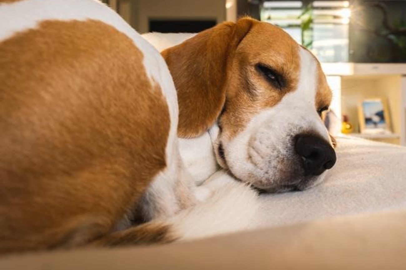 Según el veterinario Manuel Manzano, los perros pueden sentirse “tremendamente tristes” cuando se quedan solos en casa.