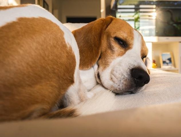 Mascotas solas en casa: el país que limita a 24 horas la soledad de los perros.