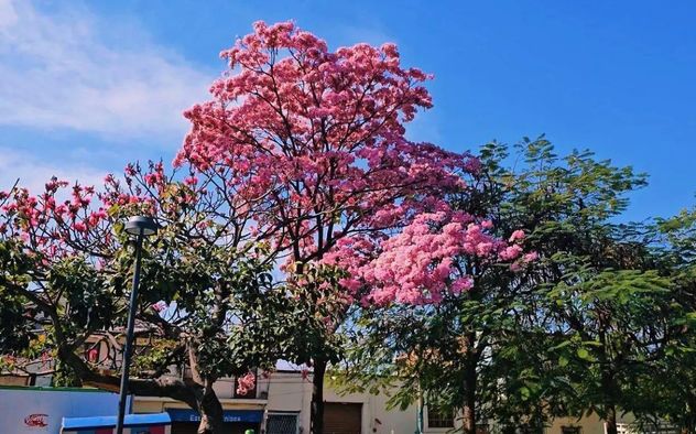 Qué es el palo rosa y por qué cada vez más personas lo eligen para su jardín.