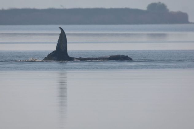 Rescate histórico: tras 28 días encallada, lograron trasladar a la ballena Timmy hacia el Mar del Norte
