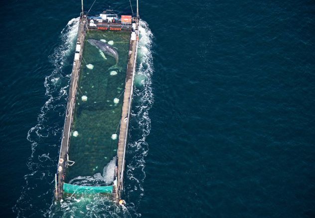 Traslado de una ballena jorobada en Alemania.