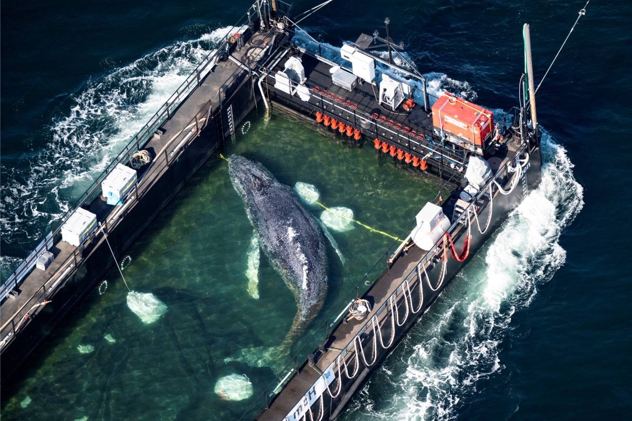 Traslado de una ballena jorobada en Alemania.