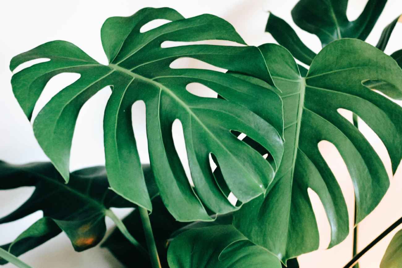 Dónde ubicar la Monstera según el Feng Shui para atraer abundancia al hogar