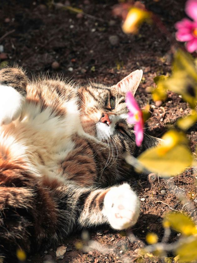 Hay un debate amplio y abierto sobre los mejores cuidados de las mascotas. En el caso de los gatos, muchas veces este se centra en torno a si deben vivir adentro o afuera.