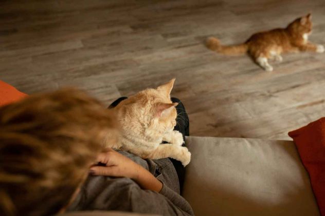 Hay un debate amplio y abierto sobre los mejores cuidados de las mascotas. En el caso de los gatos, muchas veces este se centra en torno a si deben vivir adentro o afuera.