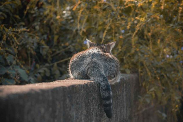 Hay un debate amplio y abierto sobre los mejores cuidados de las mascotas. En el caso de los gatos, muchas veces este se centra en torno a si deben vivir adentro o afuera.