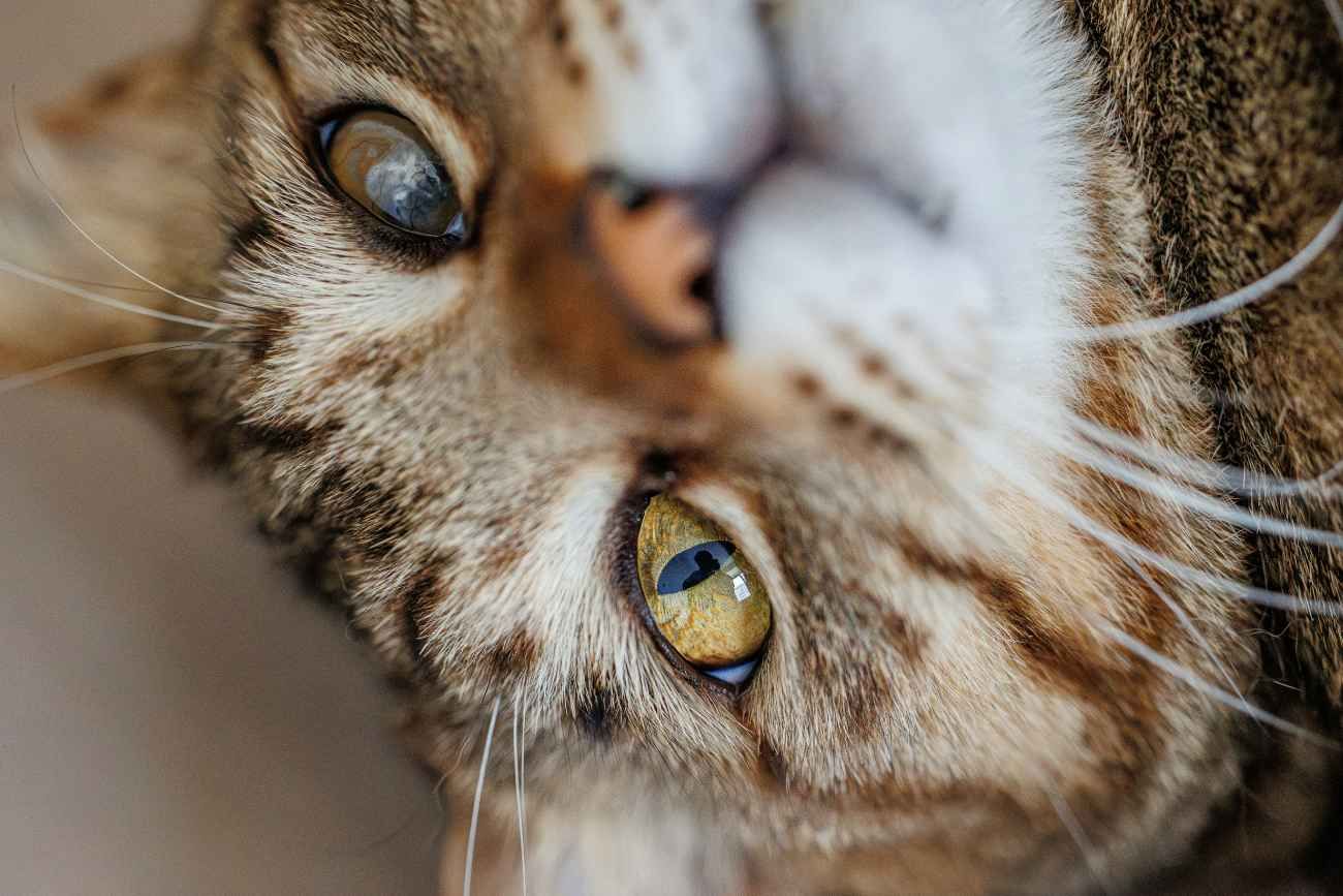 Gatos en casa: cuándo es mejor que vivan adentro y en qué casos pueden salir sin riesgos