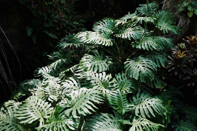 La monstera deliciosa se ha convertido en una de las plantas favoritas para decorar espacios interiores gracias a sus increíbles e inusuales hojas.