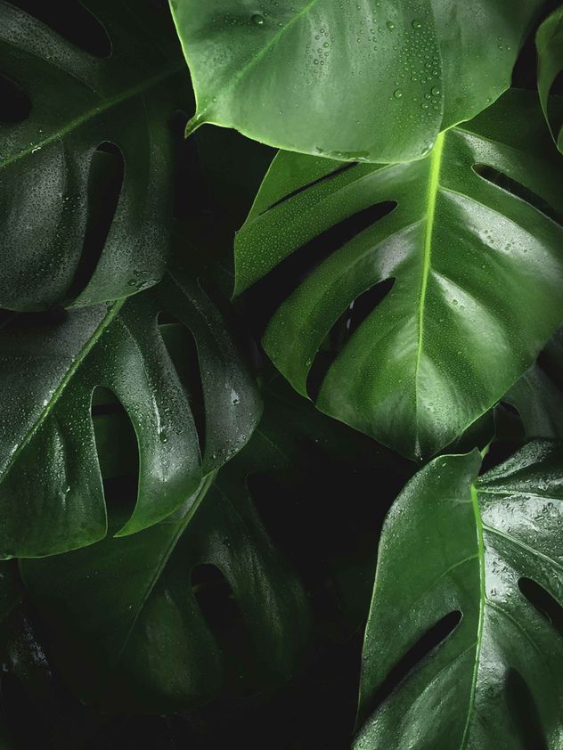 La monstera deliciosa se ha convertido en una de las plantas favoritas para decorar espacios interiores gracias a sus increíbles e inusuales hojas.