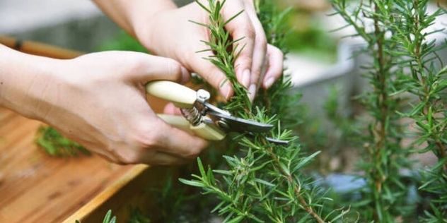 Cómo eliminar las polillas del placard con un método casero y natural.