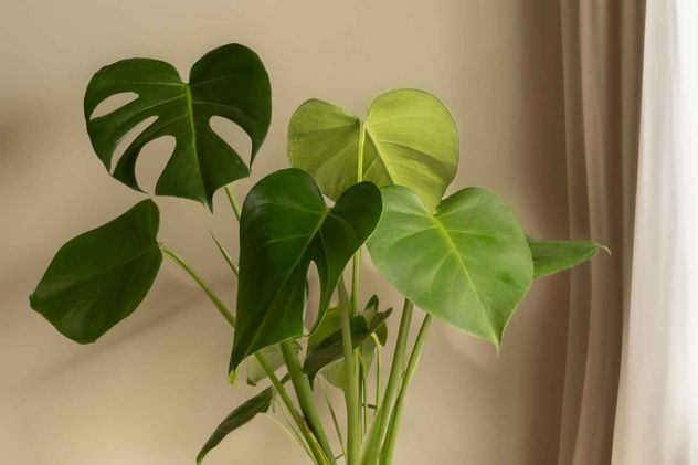 Según el Feng Shui, la Monstera simboliza crecimiento, expansión y abundancia dentro del hogar.