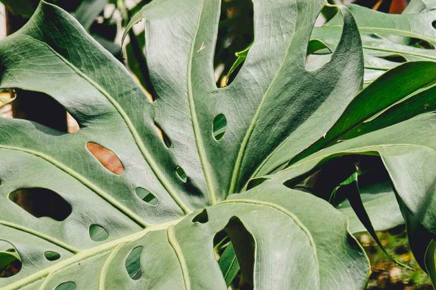 La monstera deliciosa se ha convertido en una de las plantas favoritas para decorar espacios interiores gracias a sus increíbles e inusuales hojas.