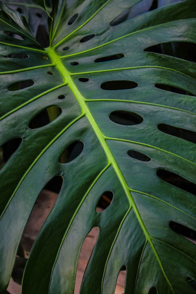 La monstera deliciosa se ha convertido en una de las plantas favoritas para decorar espacios interiores gracias a sus increíbles e inusuales hojas.
